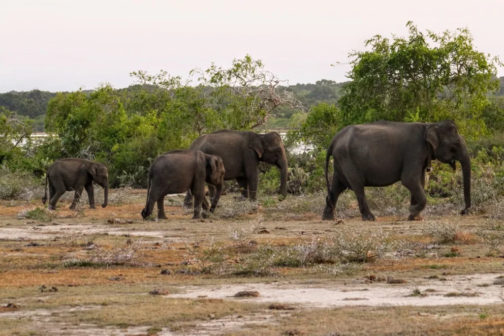 yala national park